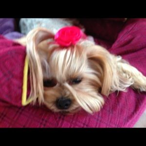 Yorkie 16 yrs Shihtzu tzu’s 4and 6years old.  I